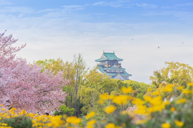 [Image1]Osaka Castle ParkFrom the entrance near Morinomiya StationI went 🌸 to the edge of the cherry blossom