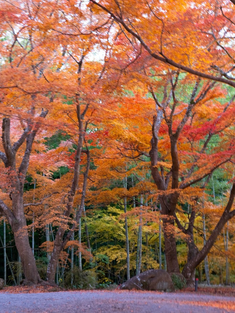 [Image1]Sanjuji Garden in Obama Town, Unzen City, Nagasaki PrefectureNagasaki's best spot for autumn leaves