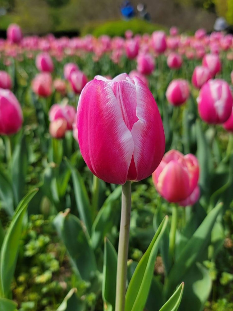 [Image1]I went to Umami Hills Park to see tulips in full bloom.IndescribableIt was the best flower garden.#U