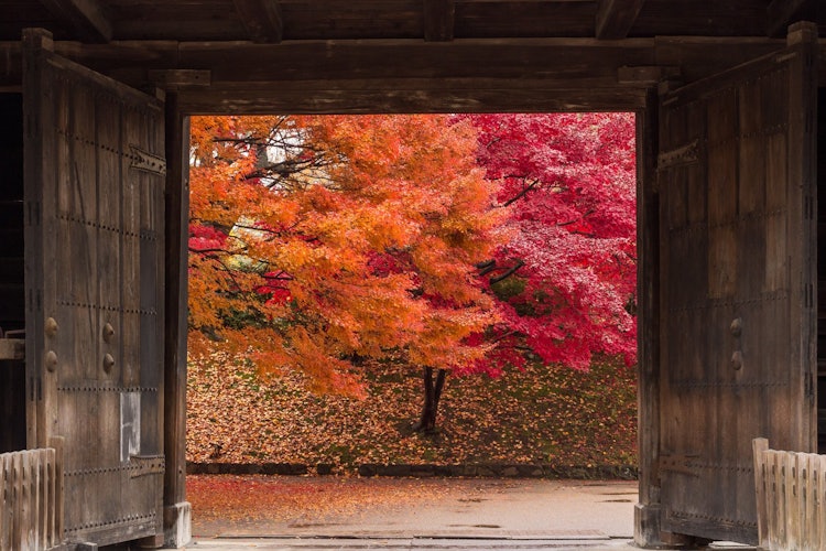 [画像1]晩秋の時期に弘前公園の中を歩くと、門をくぐって紅葉が見えるスポットがあります。 桜の時期以外にも弘前城は見どころ満載です。