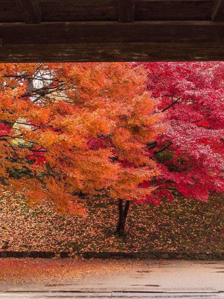 [Image1]If you walk in Hirosaki Park in late autumn, there is a spot where you can see the autumn leaves thr