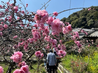 [画像2]蓮台寺しだれ花桃が見頃になりました(⋈◍＞◡＜◍)。 ✧🎵４月７日まで開催の「しだれ桃の里まつり」の開花が🌸見頃🌸を迎えました！濃いピンクや薄いピンク、白の花花が枝垂れていて、とても美しい光景となって