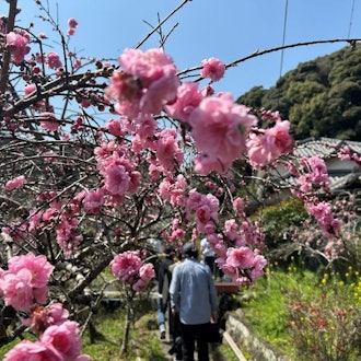 [画像2]蓮台寺しだれ花桃が見頃になりました(⋈◍＞◡＜◍)。 ✧🎵４月７日まで開催の「しだれ桃の里まつり」の開花が🌸見頃🌸を迎えました！濃いピンクや薄いピンク、白の花花が枝垂れていて、とても美しい光景となって