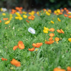 [相片2]罂粟花开始在横须贺栗滨花卉公园盛开。