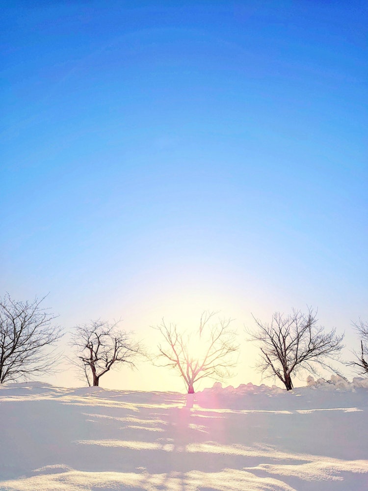 [画像1]冬光環光輝の太陽は桜の後ろに隠れていても見事だった富山 2021