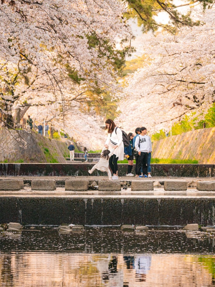 [画像1]兵庫県夙川公園日本全国いろんな場所で春になると桜が見れるのですが夙川は結構長くて散歩してるだけで癒されました。