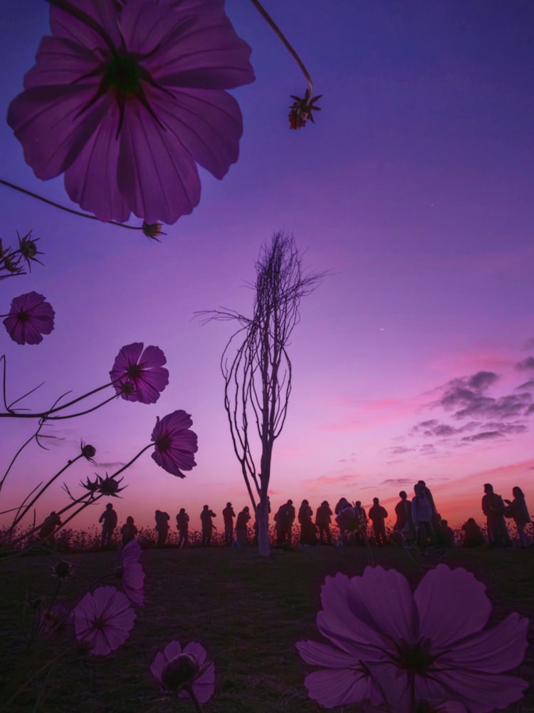 [이미지1]히로시마 세라조　(히로시마의 추천 명소)#플라워 스테이션 세라 👈 @hananoekisera 가을 꽃 축제는 11/5까지이른 아침 10/31까지 개장📸 코스모스에 둘러싸여 일출을 