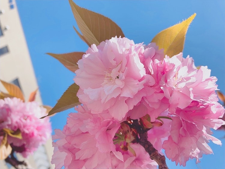 [画像1]サークルの休憩時間に咲いてた八重桜
