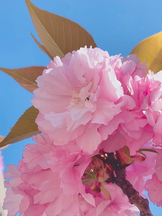 [相片1]八重樱花在圆圈的休息中盛开