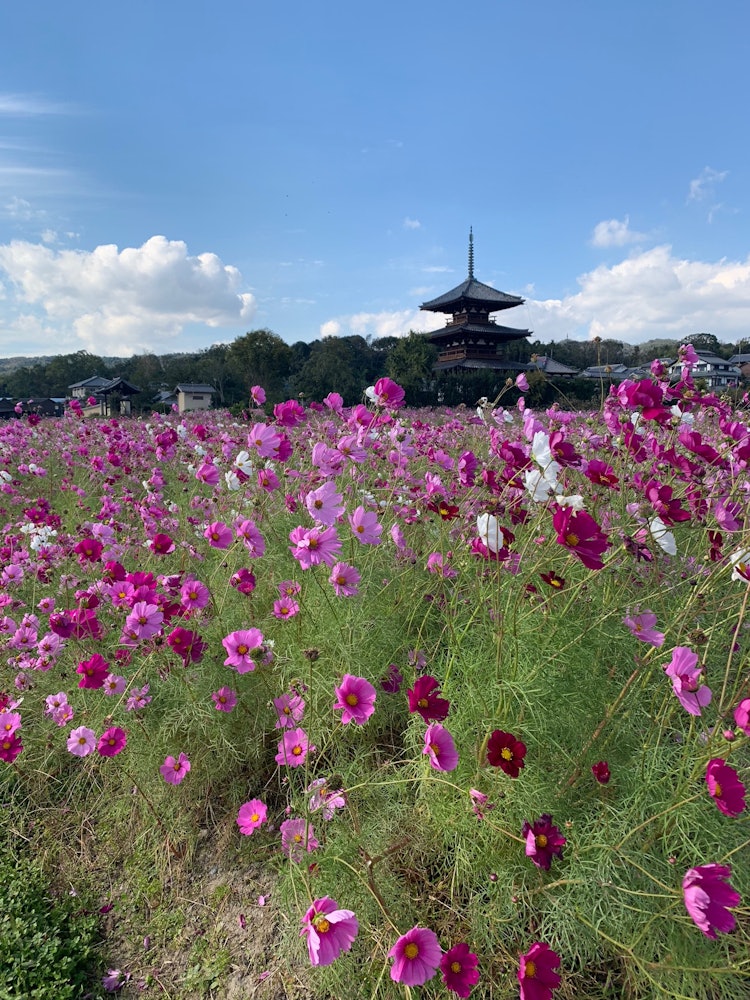 [Image1]Cosmos and temple towers in autumn