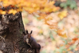 [이미지2]바쁜 가을... 유라시아 붉은 다람쥐 군은행 나무 잎이 떨어질 때겨울을 준비하기 위해 호두와 잣을 여기저기 묻습니다어디에 묻었습니까?나는 그것을 잘 기억한다 ~
