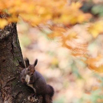 [Image2]Busy autumn... Eurasian red squirrel-kunWhen the ginkgo leaves fallBury walnuts and pine nuts here a