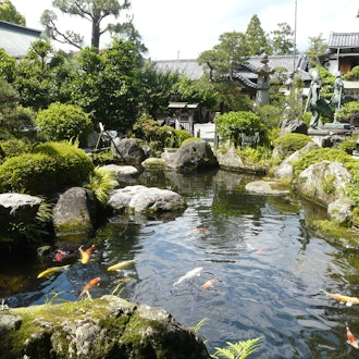 [Image1]Oi Shrine is the water god of the Oi River, and there is a kami pond with clear water in its precinc