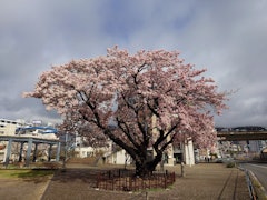 [이미지2]2/26 촬영나기사 작은 공원의 일찍 피는 오시마 벚꽃이 이제 만개했습니다.이 큰 벚나무는 오시마 벚꽃과 왕벚꽃을 교배하여 만들어진 품종으로 알려져 있으며, 매년 3월 상순~중순에