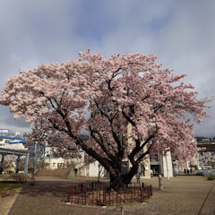 [画像2]2/26撮影渚小公園にある、早咲き大島桜が見頃になりました。この大きな桜は、オオシマザクラとソメイヨシノ交雑によって作られた品種とされており、毎年3月上旬～中旬にかけて見頃を迎えます。今年は気温が高い