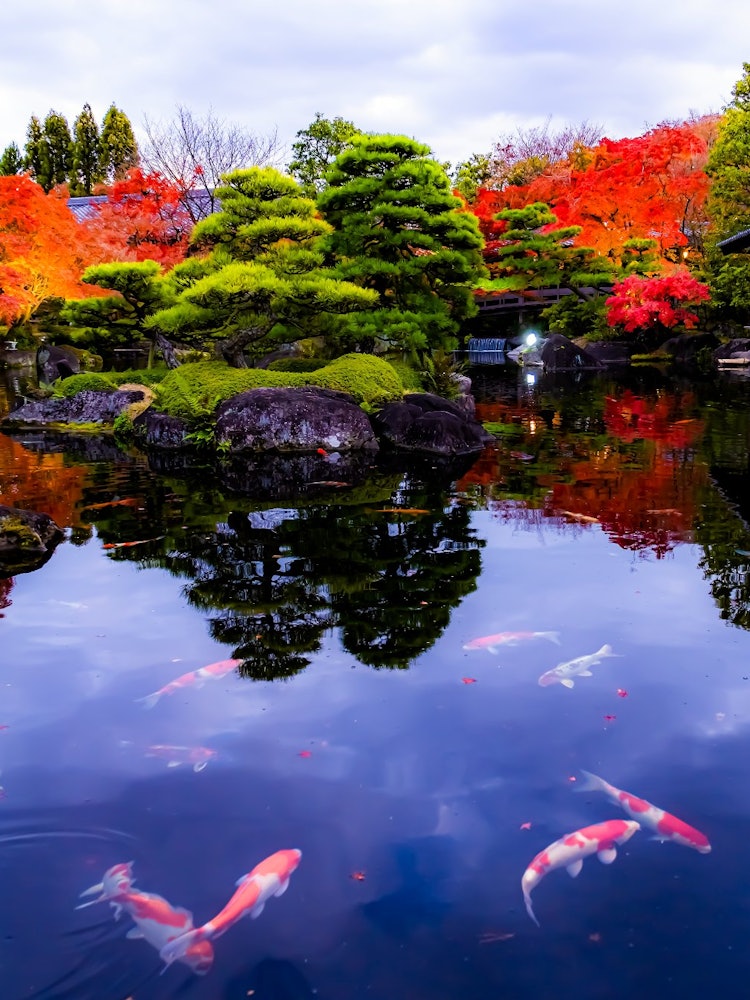 [Image1]Autumn of JapanOld-fashioned garden KokoenIn Hyogo Prefecture