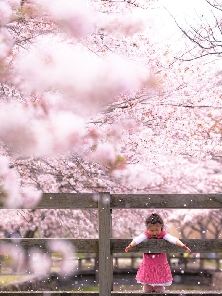 [画像1]兵庫県揖保郡太子町にある桜並木規模は小さいですが、小川が流れてて整備された橋もありタイミングよく桜も散り娘も喜び何だか癒されました😌夏にはホタルも出るそうです。
