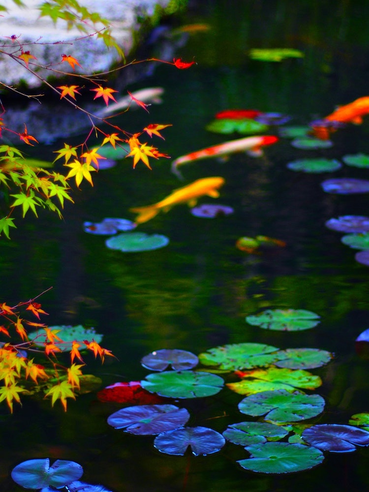[Image1]Location: Kyoto Nanzenji Temple Tengian GardenWith the pond in the background, Nishikigoi is layered