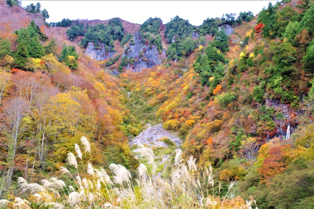 [Image1]10月に長野県秋山郷の紅葉を見に行きました。天気が曇りぎみだったのは残念でしたが、出かける前の情報どおり素晴らしい紅葉の場所が多々ありました。