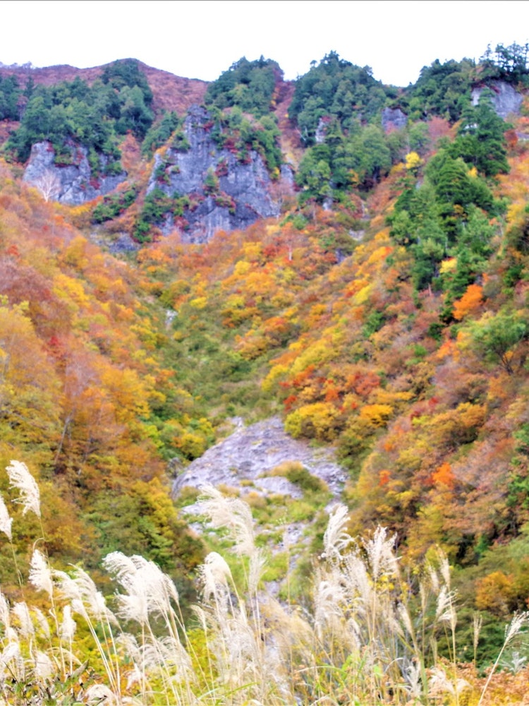 [画像1]10月に長野県秋山郷の紅葉を見に行きました。 天気が曇りぎみだったのは残念でしたが、出かける前の情報どおり素晴らしい紅葉の場所が多々ありました。