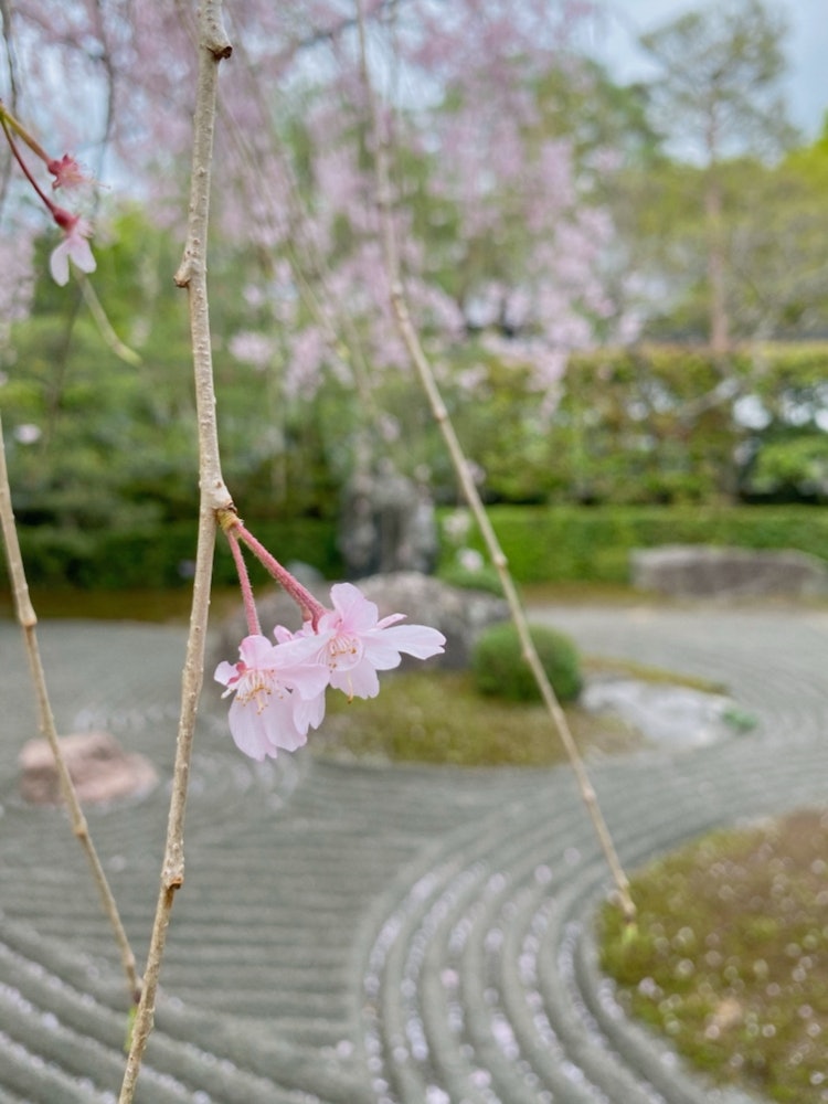 [이미지1]와비 사쿠라.흩어져있는 꽃잎은 사촌이기도 한 바위 정원에 장식되어 있습니다.