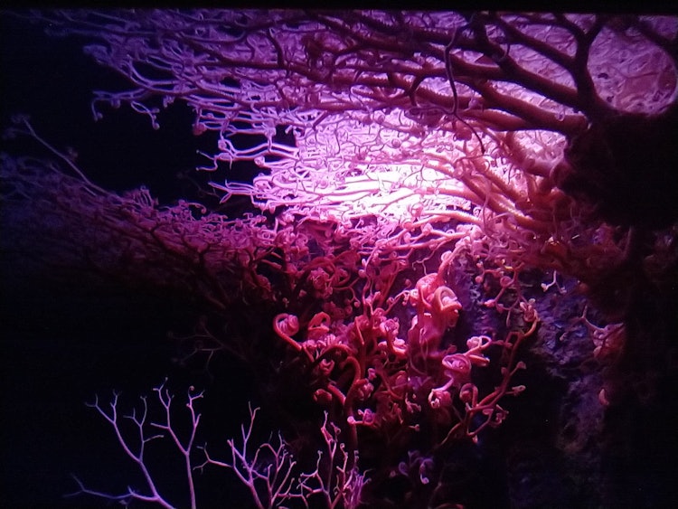 [相片1]盛开的樱花被路灯照亮 然而，该身份是海星和海胆（棘皮动物）“Okinotezuru Mozuru”的成员在照片中很难看到，但它是吃漂浮在水族箱中的微生物尸体。一点一点地，它正在缓慢地移动。顺便说一句，