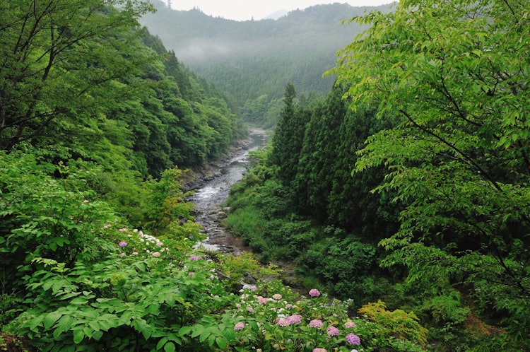 [画像1]和歌山県竜神地区を流れる日高川、アジサイが色を添えていました。