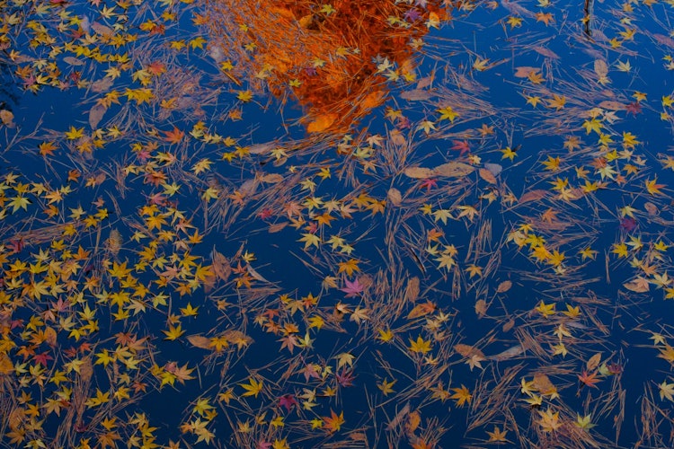 [相片1]小池塘的落叶和水杉的秋叶在背景中变色，倒映在湖面上。这是一个美丽的景象。地点：群马县涩川市涩川综合公园