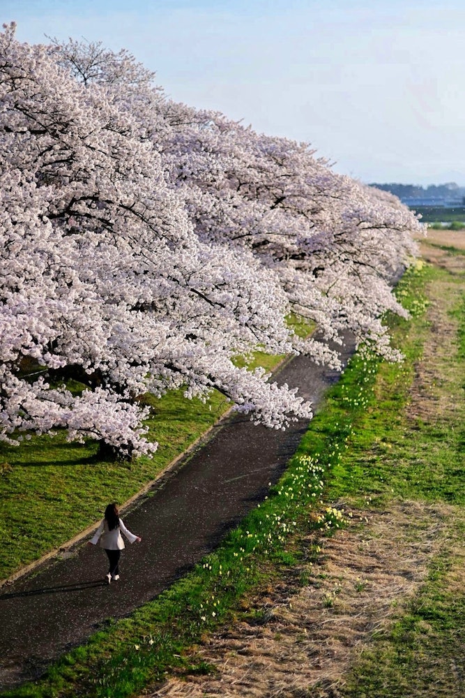 [이미지1]이와테현 기타카미의 덴쇼치(天正)에 있는 벚꽃 가로수입니다작년에 같은 장소에서 사진을 찍었습니다.올해는 이상적인 사진을 찍을 수있었습니다한 여성이 벚꽃나무가 줄지어 서 있는 길을 