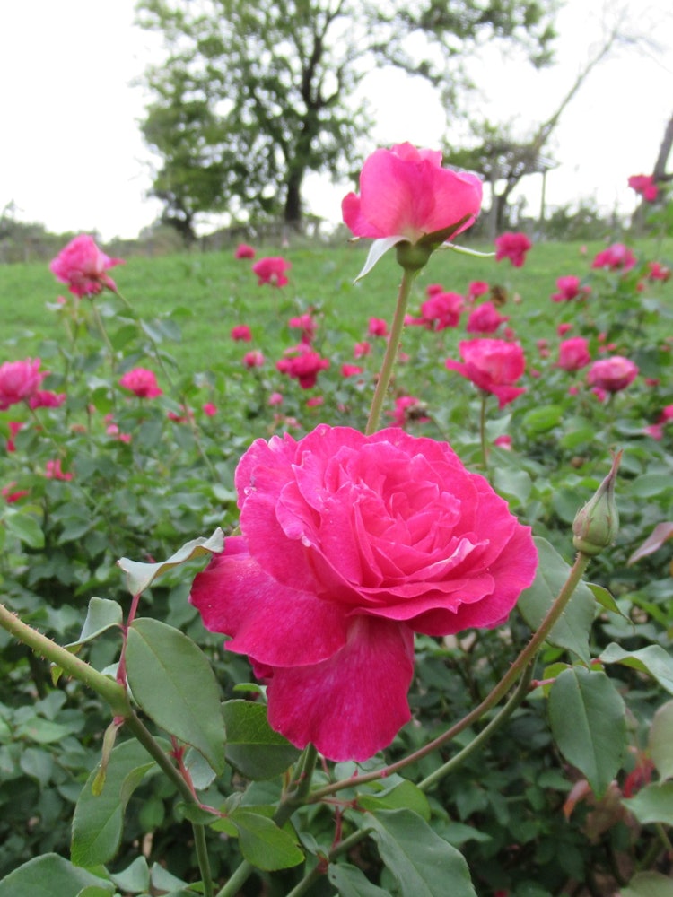 [Image1]Sakura Kusabue no Oka Rose GardenAutumn roses are in full bloom