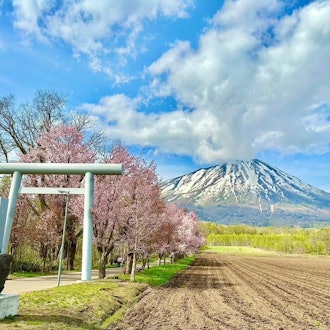 [Image1]In spring and summer, Hokkaido's Ezo Fuji 
