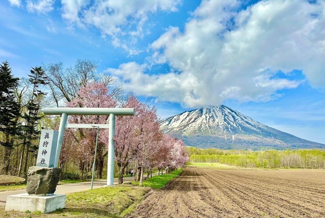 [画像1]春夏には、緑と青の新天✨を背景に北海道の蝦夷富士「羊蹄山」が舞台に四季折々の美しい羊蹄山の美しい景色は、北海道ニセコ地方を代表する風景のひとつ春には羊蹄山が桜と対になり、全体がおとぎの国のようで、感心