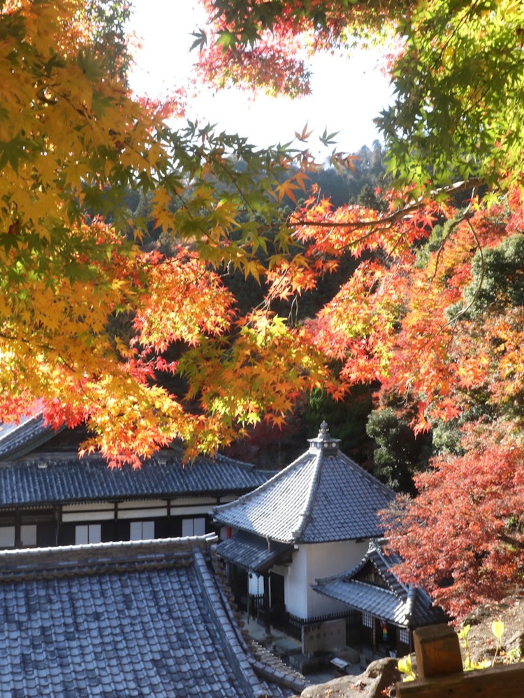 [相片1]這是我參觀京都府京都市樂齋禪峰寺的照片。