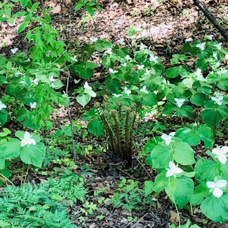 [Image2]While cycling around the ecology park, I saw clusters of Trillium camschatcense.It is a flower that 