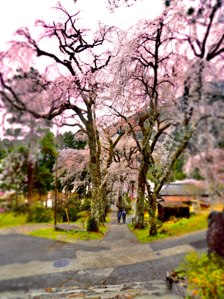 [이미지1]야마나시현 미노부야마에 있는 구온지 사원을 방문하여 벚꽃 사진을 찍었을 때 찍은 사진 중 하나입니다. 좋은 친구처럼 보이는 부부의 뒤에서 항상 함께할 것이라는 유대감을 느낄 수 있