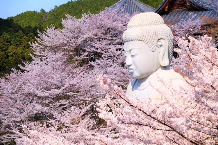 [相片1]看着奈良椿坂寺的樱花佛，周围环绕着樱花，真的抚慰了我的心情。