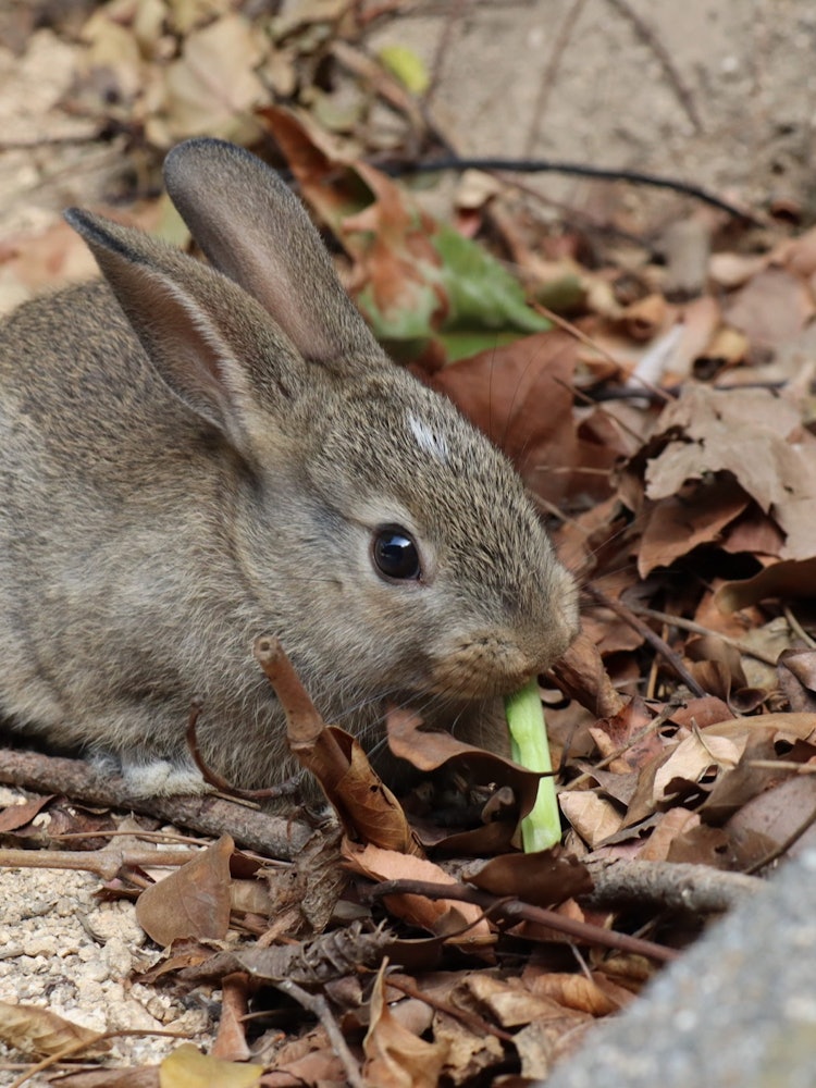 [Image1]Located in Takehara City, Hiroshima Prefecture, Okunoshima is said to be home to 1,000 rabbits, comm