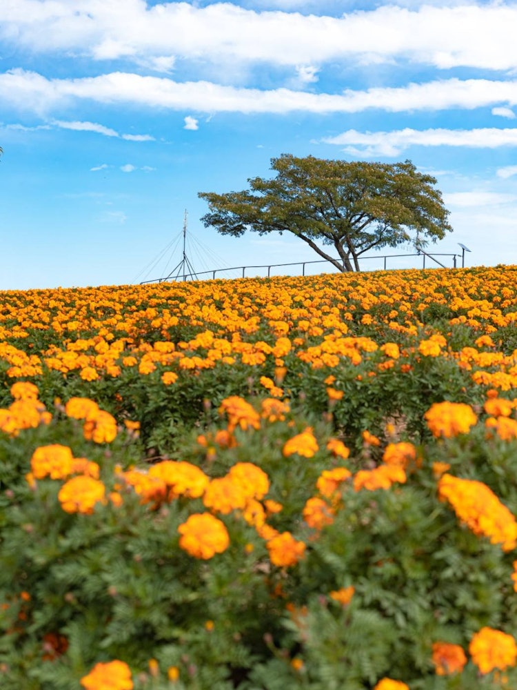 [Image1]Blooming marigolds on a hillMarigold Hill in Honjo City, Saitama Prefecture. It blooms profusely alo