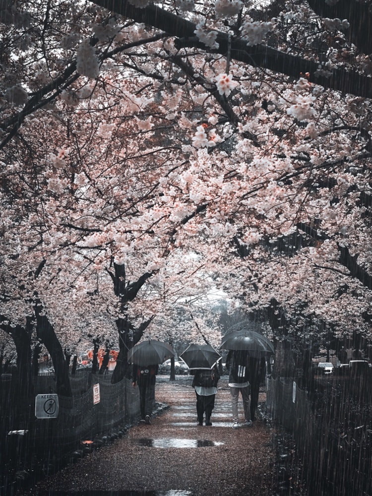 [画像1]雨の鶴舞公園「さくら名所100選の地」に選ばれる名古屋市代表の公園です。 桜林のライトアップによる夜桜鑑賞の他、キッチンカーやビアガーデンなどもあり、この季節楽しみな場所ですが今年は雨のしっとりな桜を