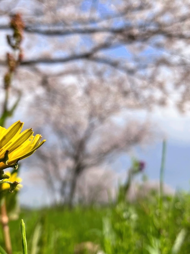 [相片1]賞櫻往往只關注櫻花，但當我看我的腳時，我看到了嫩草的綠色，蒲公英的黃色，以及許多美妙的春天色彩。因為你從不同的角度看它，你可以享受春天的色彩。 喜歡。