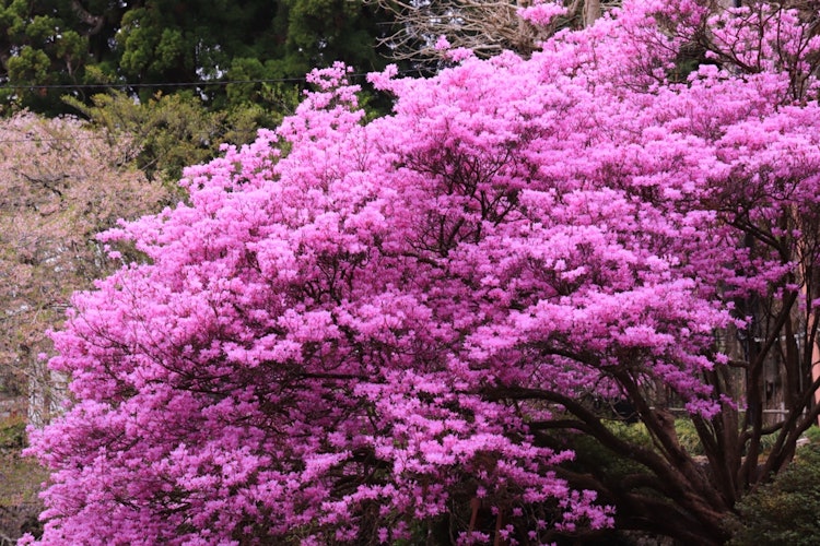 [画像1]東海地方から。 神社に咲くみつばつつじです。 ピンク色が綺麗でした。
