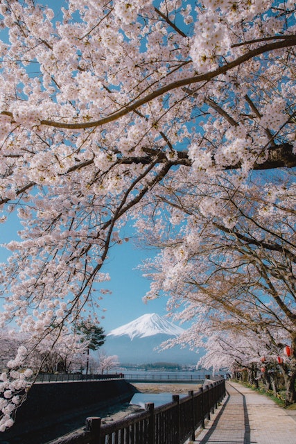 [Image1]朝富士山と並木桜爽やかな朝で散歩しながら花見に行って来ました美しい日本の春。山梨県富士河口湖町河口湖畔