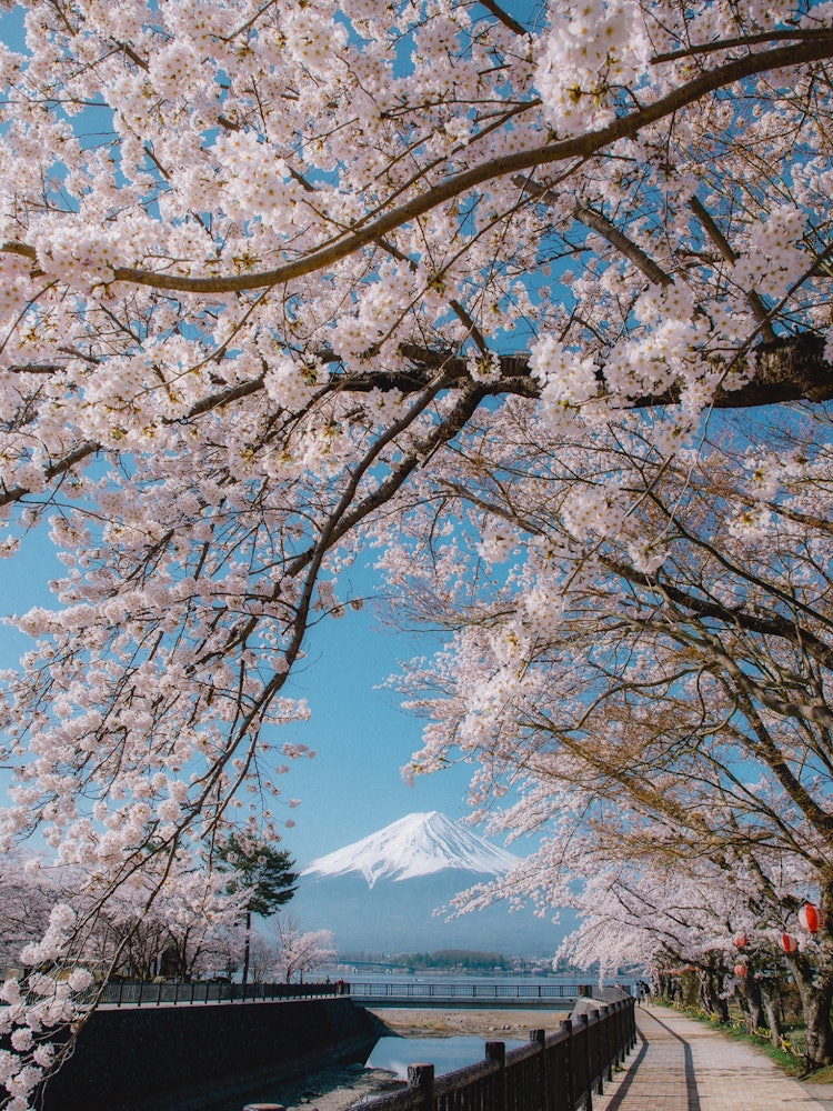 [相片1]早晨的富士山和一排排櫻花那是一個清爽的早晨，我一邊散步一邊去看櫻花。美麗的日本之春。山梨縣 富士河口湖町 河口小館