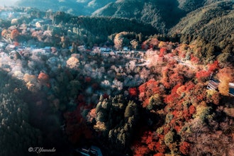 [相片2]吉野山红叶 🍁我在秋天清晨的阳光照耀下拍摄了吉野山的航拍照片。2022/11* 经关联方确认* 获得全国飞行许可批准申请* 飞行计划（FISS）已完成