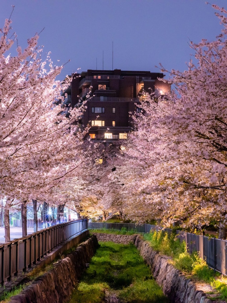 [相片1]小金井， 东京当我走路时，这是一个很棒的地方。 😆