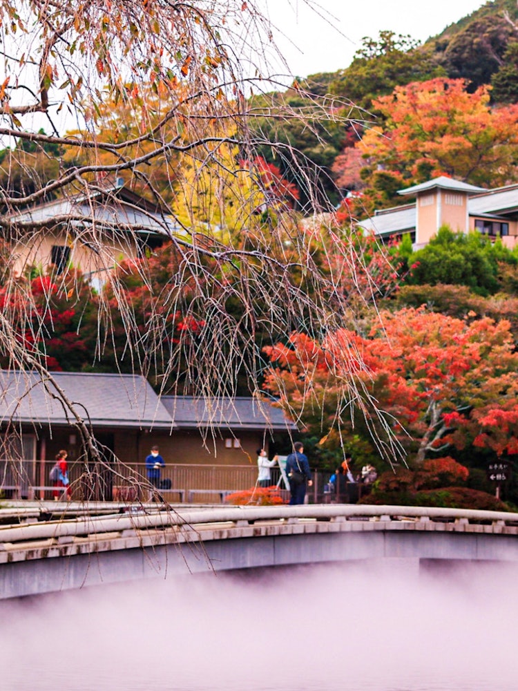 [相片1]以大阪的勝利之神而聞名勝王寺的紅葉景色霧氣從橋下輕輕飄散它創造了一個夢幻般的景觀。我認為這是一個非常令人愉快的外國人參觀的地方。非常受歡迎這是日本的絕妙景色！