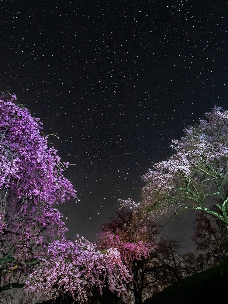 [画像1]「日本で最も美しい村」連合に加盟している信州「小川村」の夜桜。 満天の星空に咲く満開の桜に照明を当てて撮影しました。