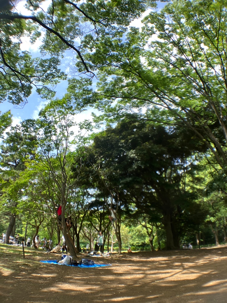 [相片1]在東京。昨天我在代代木公園做了瑜伽 🧘 ♀️ ！ 這是我第一次去那裡，但它很寬敞，充滿了☺️大自然。