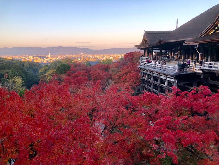 [画像1]夜明け前に開門する清水寺を訪れた。 暗闇から刻々と姿を現す真っ赤な紅葉と山際から京都の街並みを照らす朝焼けが見事にマッチした素晴らしい光景でした。 やがて青空へと染まっていく数時間の劇場の風景は圧巻で