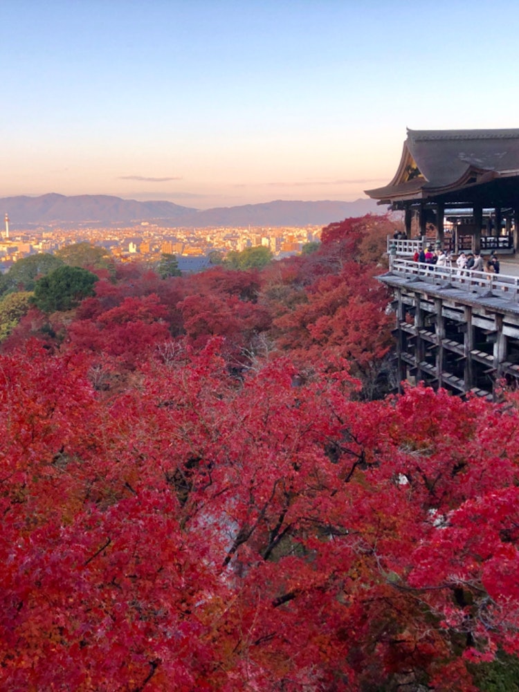 [相片1]我參觀了黎明前開放的清水寺。 這是一個美妙的場景，鮮紅的秋葉從黑暗中冒出來，日出從山腰照亮了京都的城市景觀。 劇院裡幾個小時的風景，最終被染成藍天，堪稱傑作。